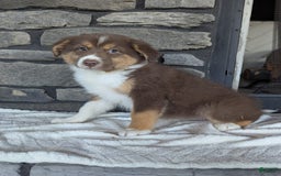 Australian Shepherd dogs for sale: Hazel - Image 4