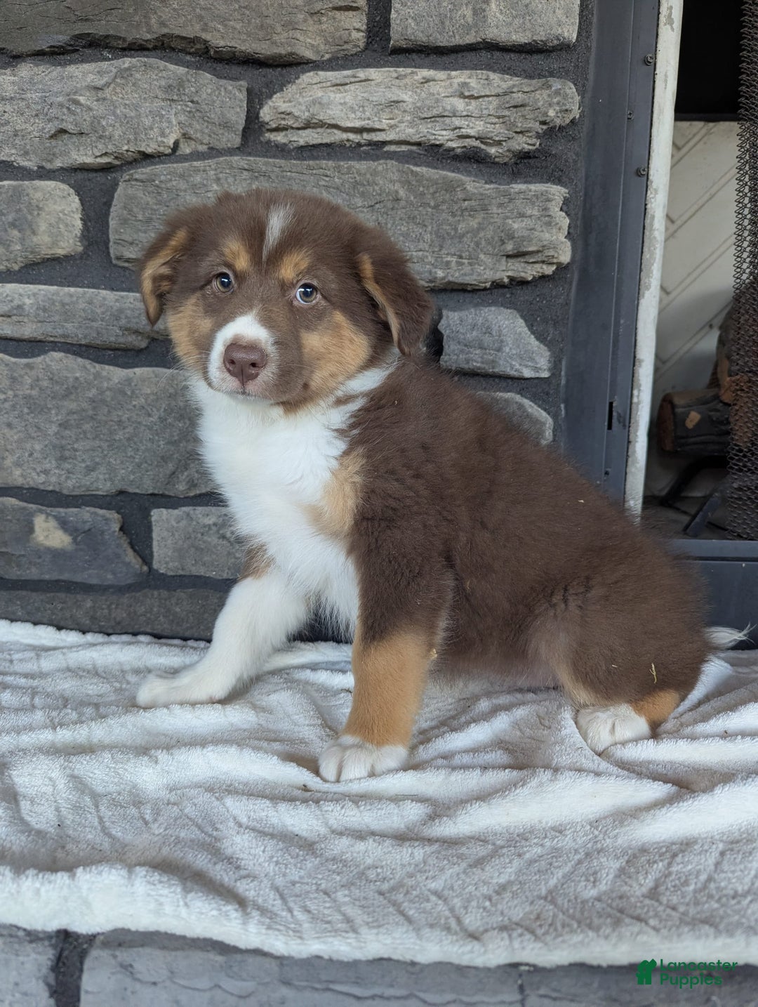 Australian Shepherd dogs for sale: Hazel - Image 4