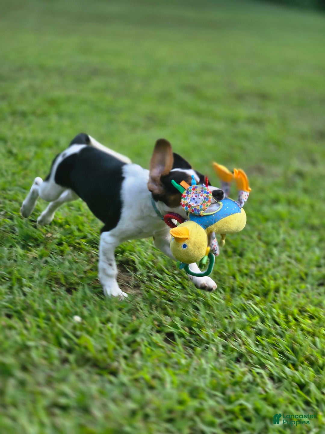 Beaglier dogs for sale: Benny - Image 5
