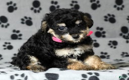 Miniature Poodle dogs for sale: Ellie - Image 1