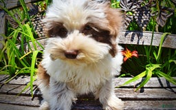 Havapoo dogs for sale: Vixen - Image 9