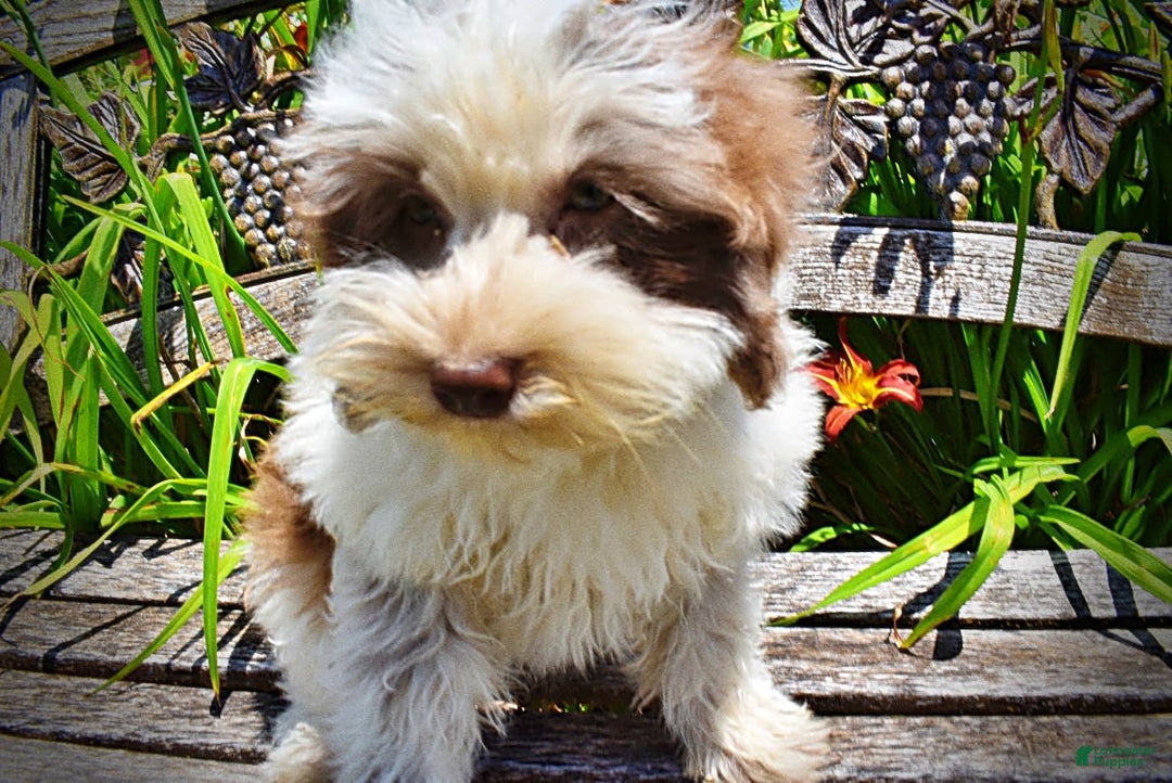 Havapoo dogs for sale: Vixen - Image 9