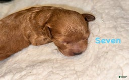 Miniature Poodle dogs for sale: Seven - Image 1