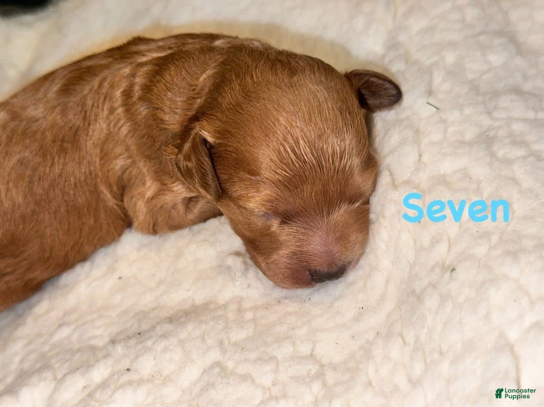 Miniature Poodle dogs for sale: Seven - Image 1