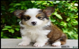 American Corgi dogs for sale: Rusty - Image 1