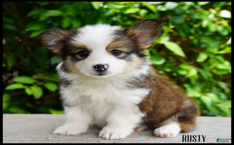 American Corgi dogs for sale - Ad 3