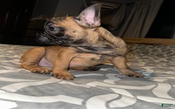 French Bulldog dogs for sale: Cookie - Image 5