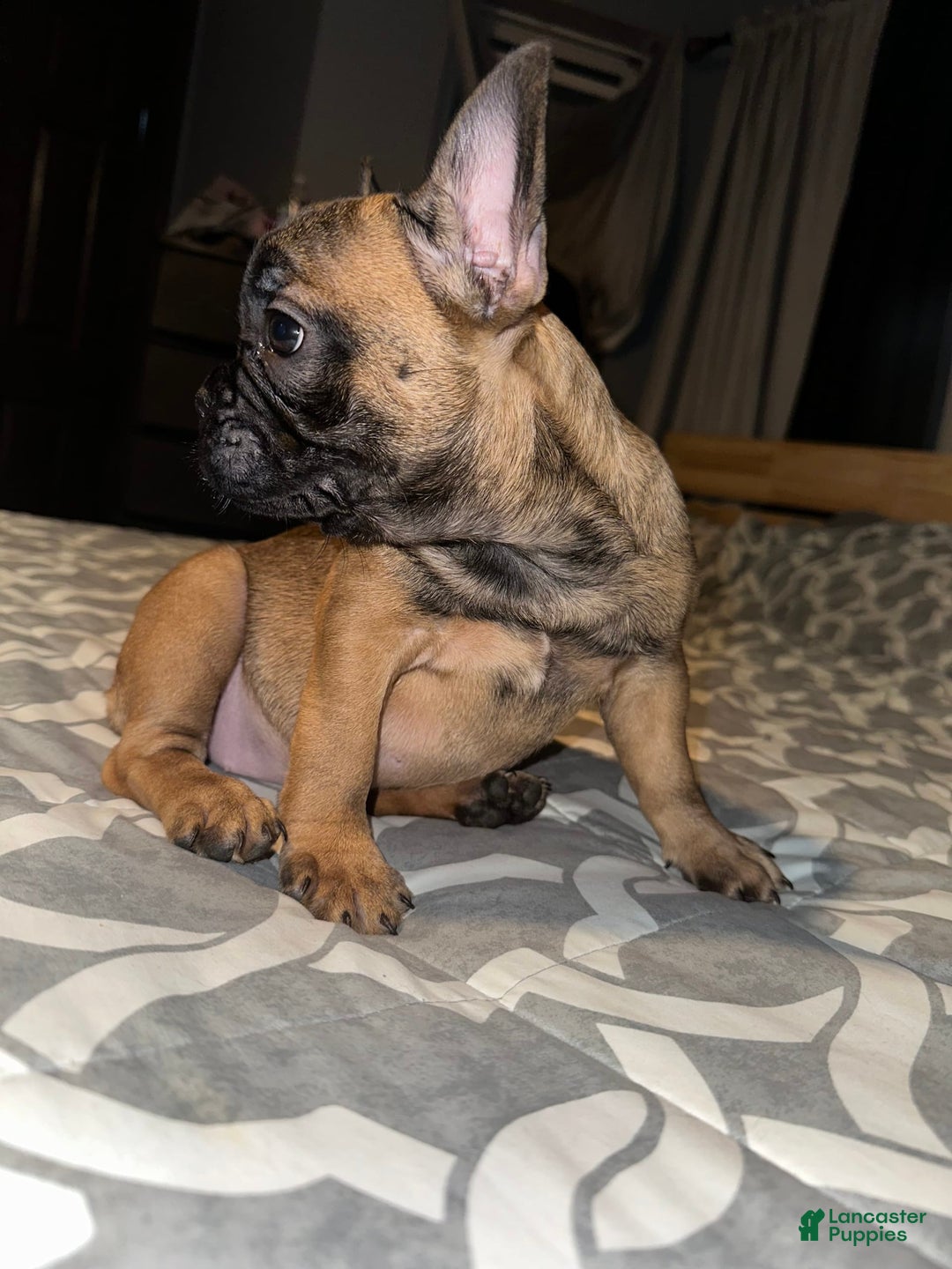 French Bulldog dogs for sale: Cookie - Image 5
