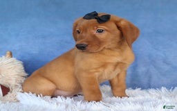 Labrador Retriever dogs for sale: Red Fox George - Image 18