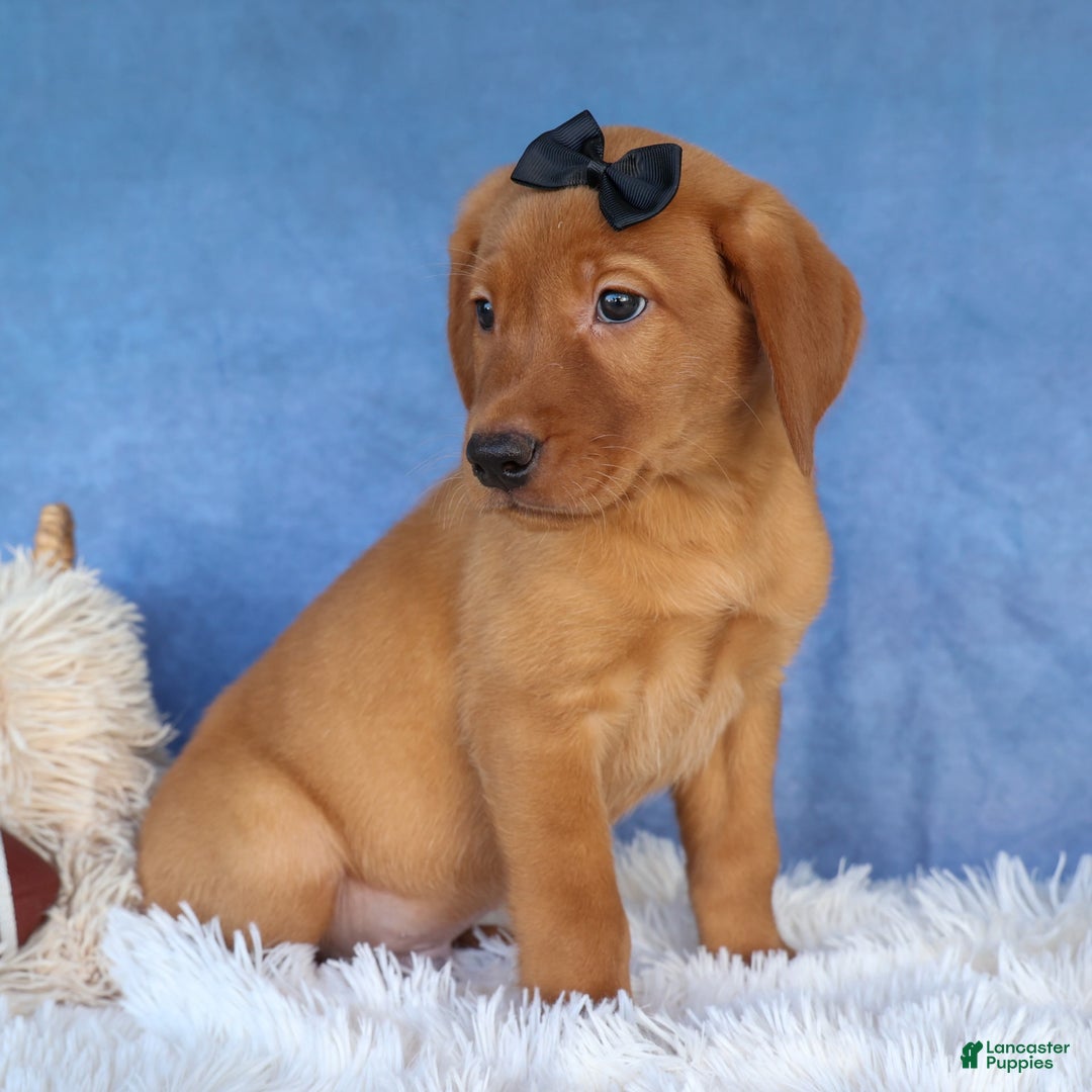 Labrador Retriever dogs for sale: Red Fox George - Image 18