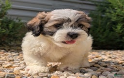 Teddy Bear dogs for sale: Marshmallow - Image 1