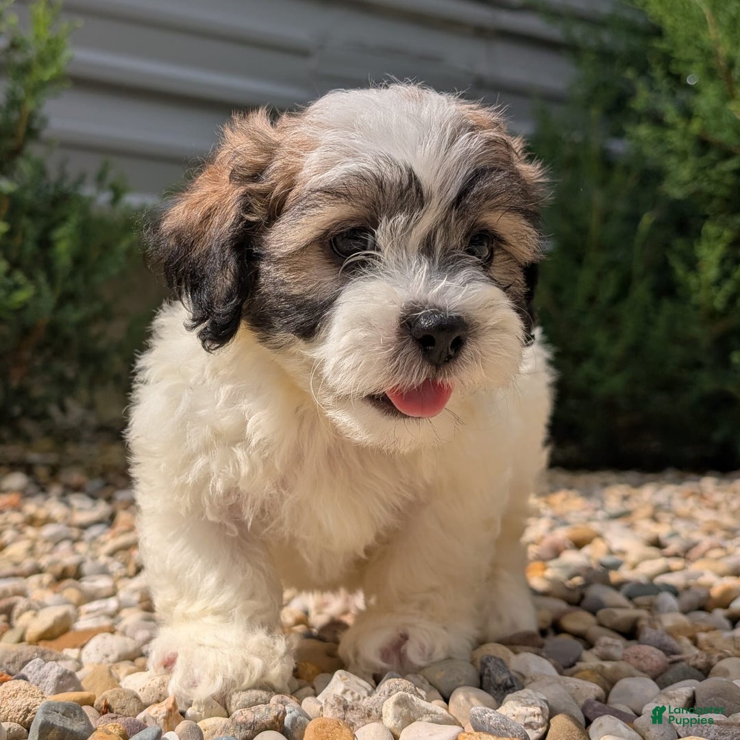 Teddy Bear dogs for sale: Marshmallow - Image 1
