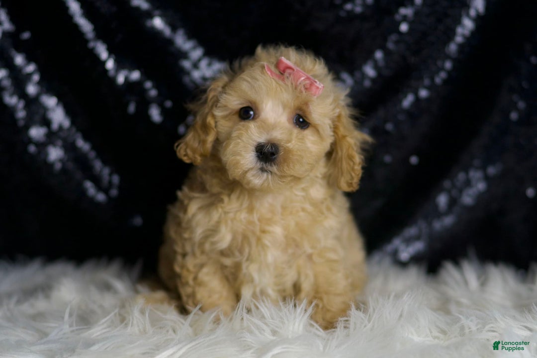 Maltipoo dogs for sale: Sugar Plum - Image 6