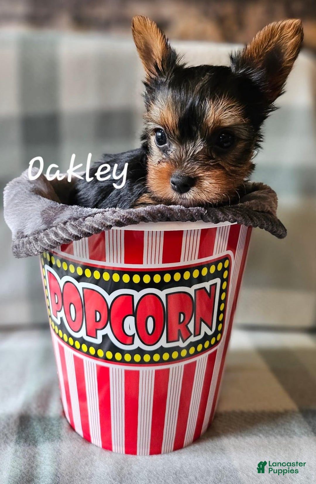 Yorkshire Terrier dogs for sale: Oakley - Image 5