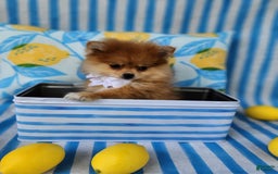 Pomeranian dogs for sale: Theodore - Image 2