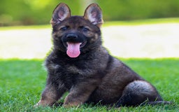 German Shepherd dogs for sale: Axel - Image 12
