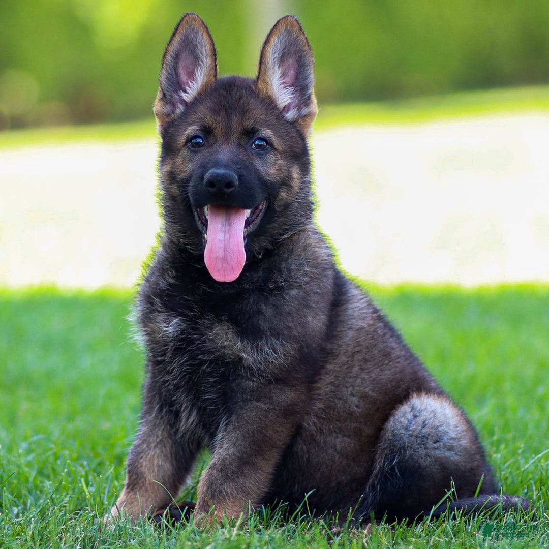 German Shepherd dogs for sale: Axel - Image 12