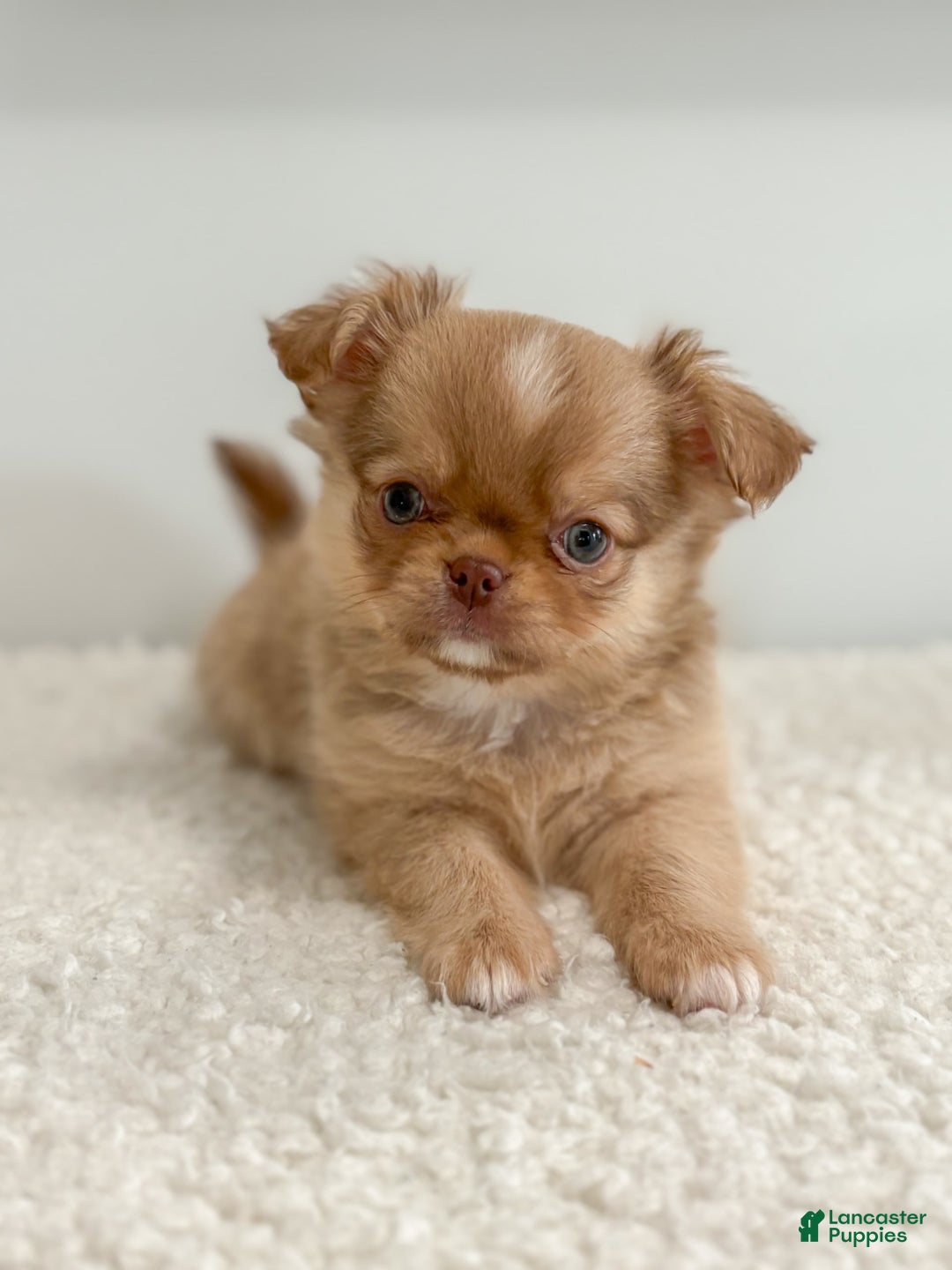 Chihuahua dogs for sale: Snickers - Image 15