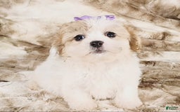 Teddy Bear dogs for sale: Tilly - Image 2