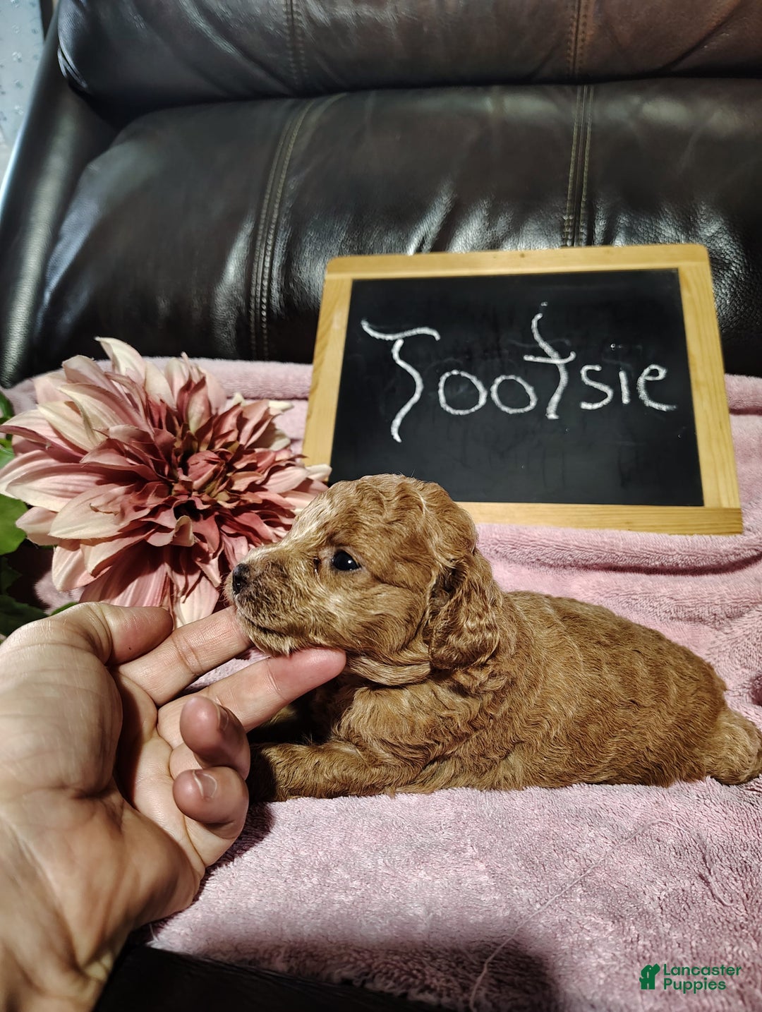 Mini Goldendoodle dogs for sale: Tootsie - Image 8