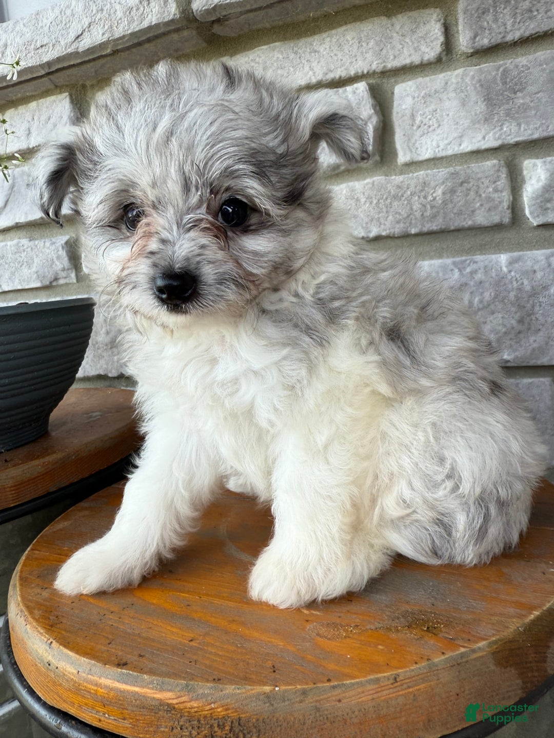 Pomapoo dogs for sale: Mason - Image 15