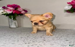 French Bulldog dogs for sale: Linda Fluffy Frenchie - Image 2