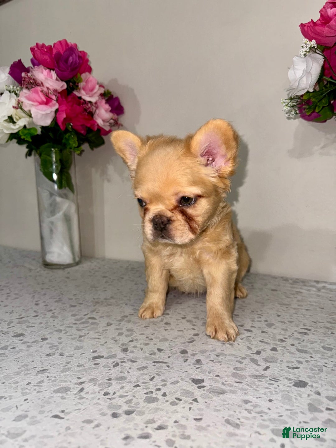 French Bulldog dogs for sale: Linda Fluffy Frenchie - Image 2