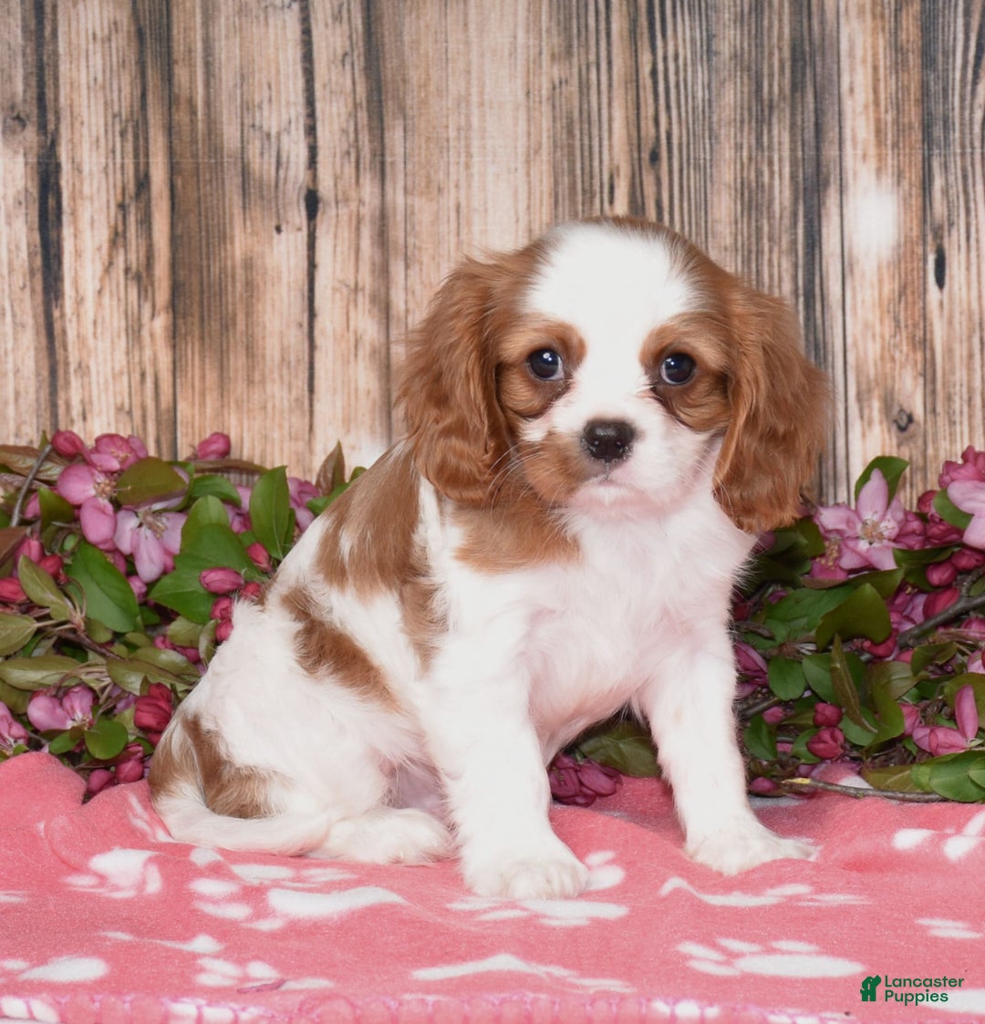 Cavalier King Charles Spaniel dogs for sale: Boomer - Image 1