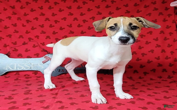 Jack Russell Terrier dogs for sale - Ad 1