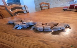Labrador Retriever dogs for sale: Red Fox Females - Image 1