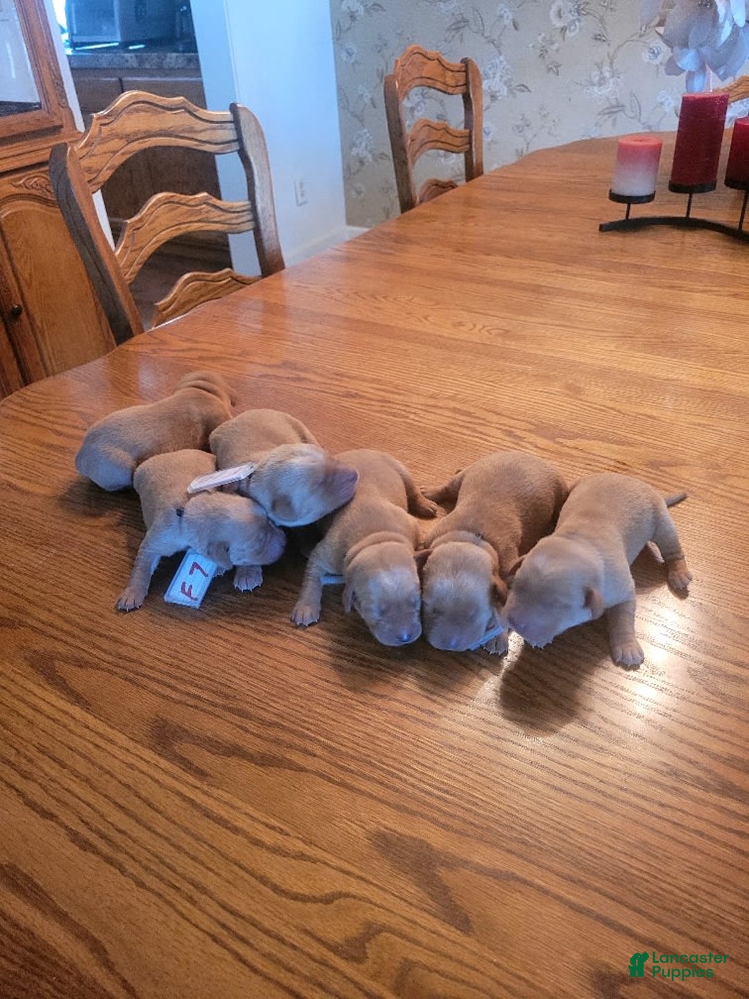 Labrador Retriever dogs for sale: Red Fox Females - Image 1