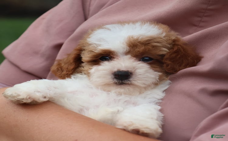 Toy Poodle dogs for sale - Ad 5