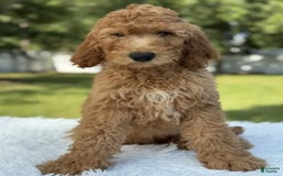 Goldendoodle dogs for sale: Bingo - Image 7