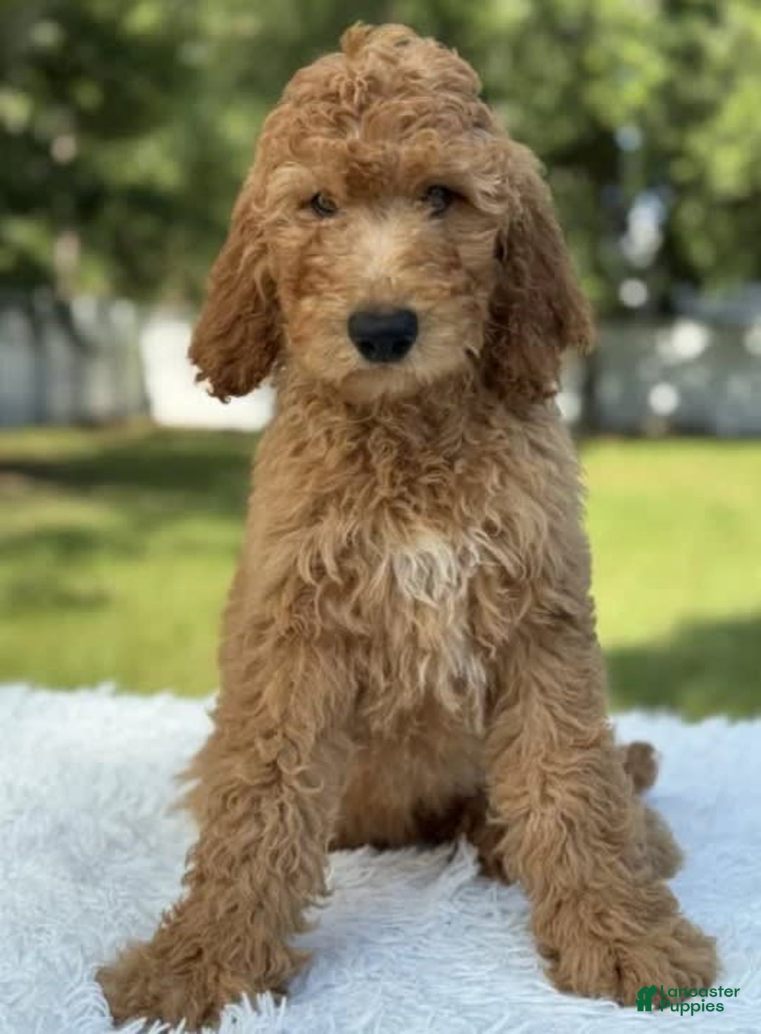 Goldendoodle dogs for sale: Bingo - Image 7