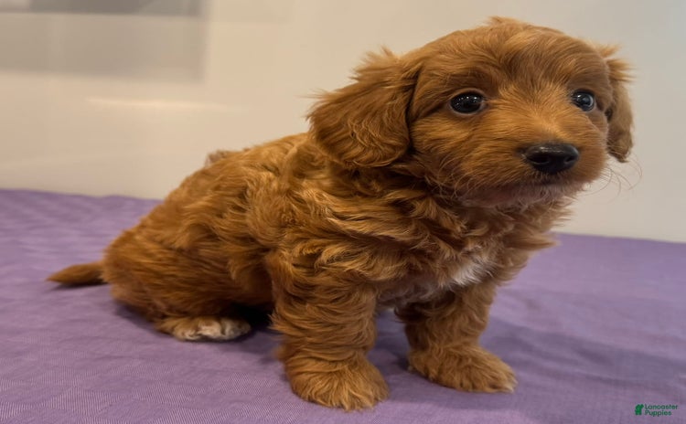 Mini Goldendoodle dogs for sale - Ad 1