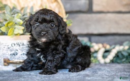 Havapoo dogs for sale: Cassie - Image 5