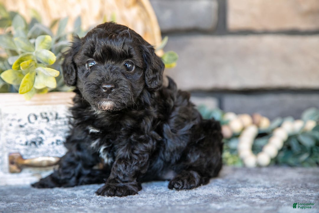 Havapoo dogs for sale: Cassie - Image 5