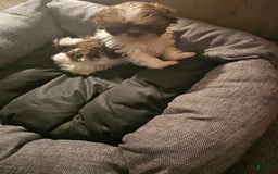 Shih Tzu dogs for sale: Not Named - Image 8