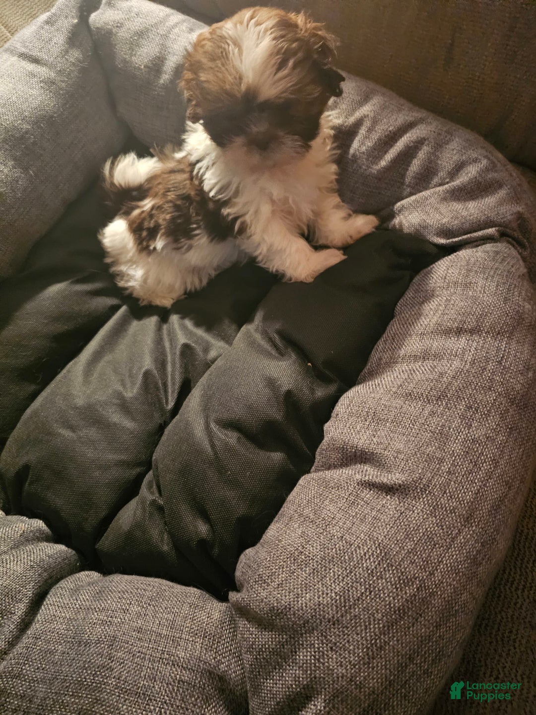 Shih Tzu dogs for sale: Not Named - Image 8