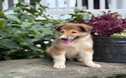 Collie dogs for sale: Aster - Image 9