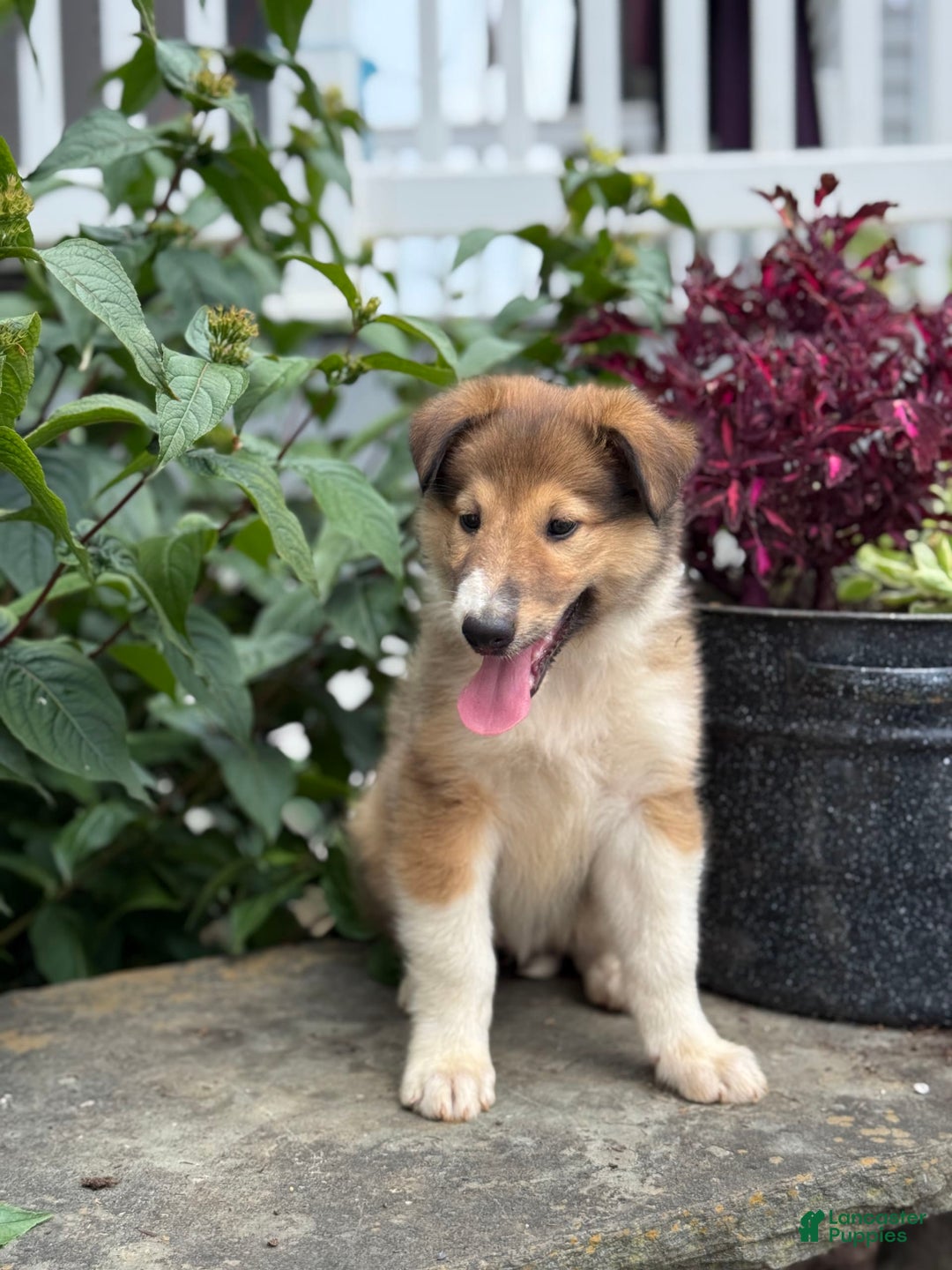 Collie dogs for sale: Aster - Image 9