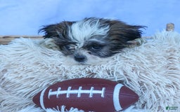 Shih Tzu dogs for sale: Bethany - Image 8