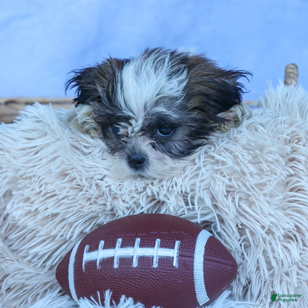 Shih Tzu dogs for sale: Bethany - Image 8