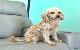 Toy Poodle dogs for sale: Dylan - Image 11