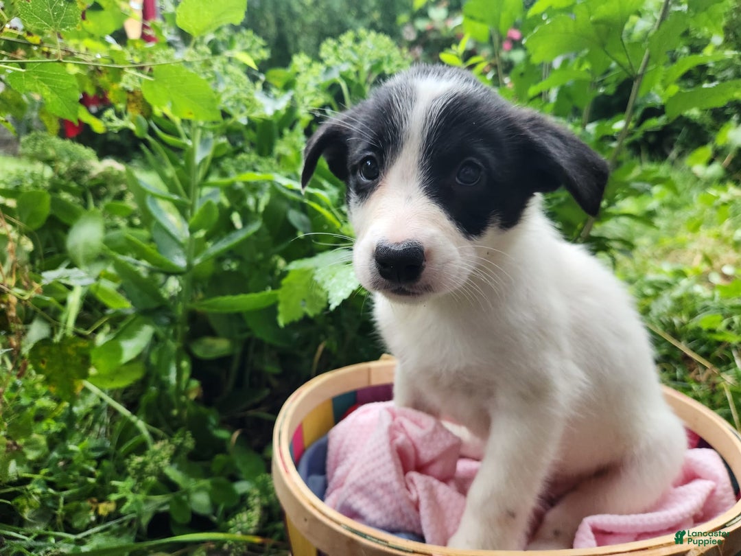 Border Collie dogs for sale: Snowflake - Image 11