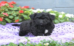 Chipoo dogs for sale: Winton - Image 2