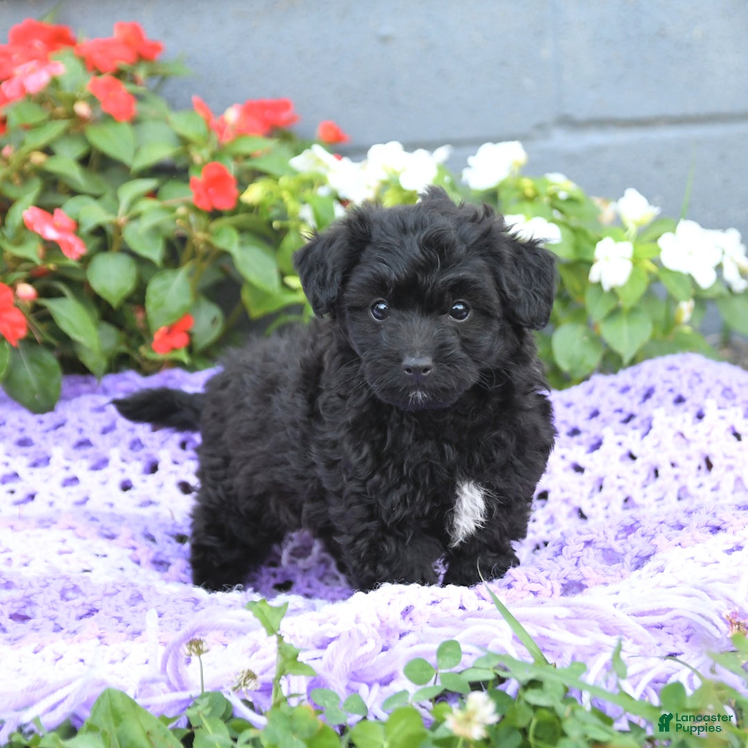 Chipoo dogs for sale: Winton - Image 2