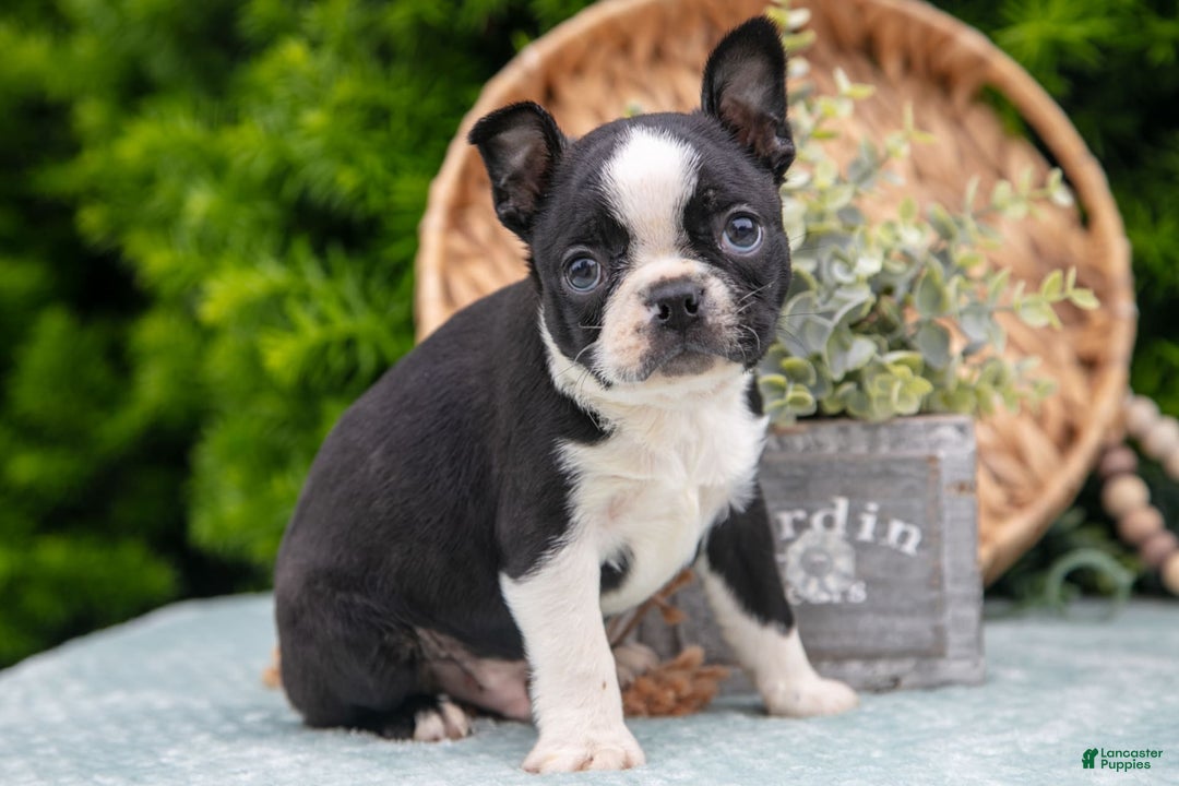 Boston Terrier dogs for sale: Denny - Image 7
