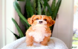 Cavapoo dogs for sale: Yara - Image 8