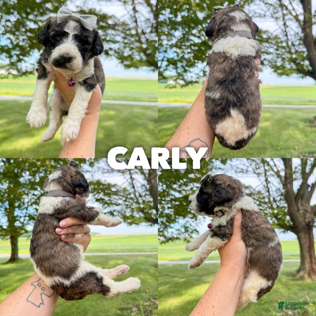 Saint Berdoodles dogs for sale: Carly - Standard F1b - Image 1